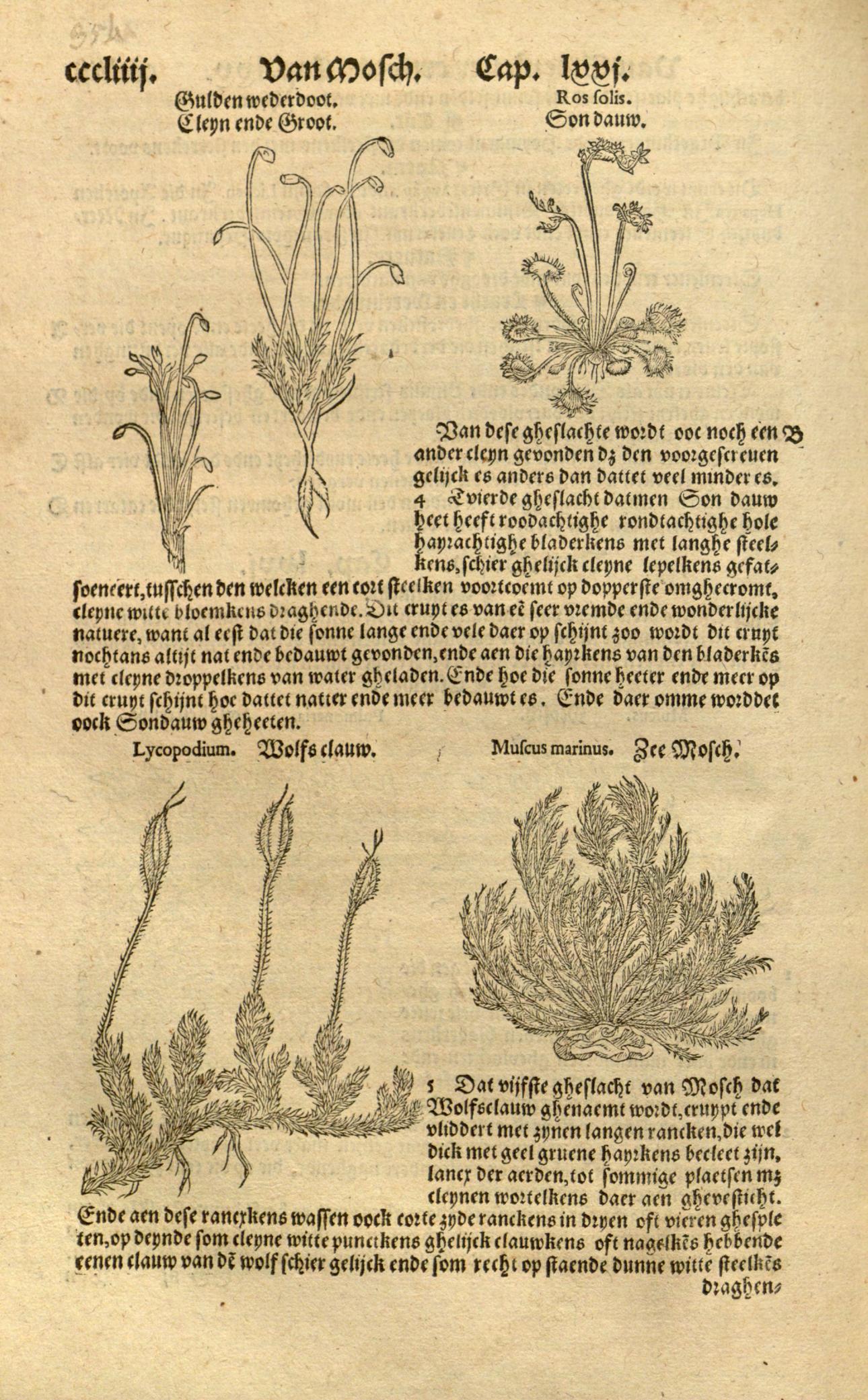 Five sketches of carnivorous plants accompanied by original Dutch description