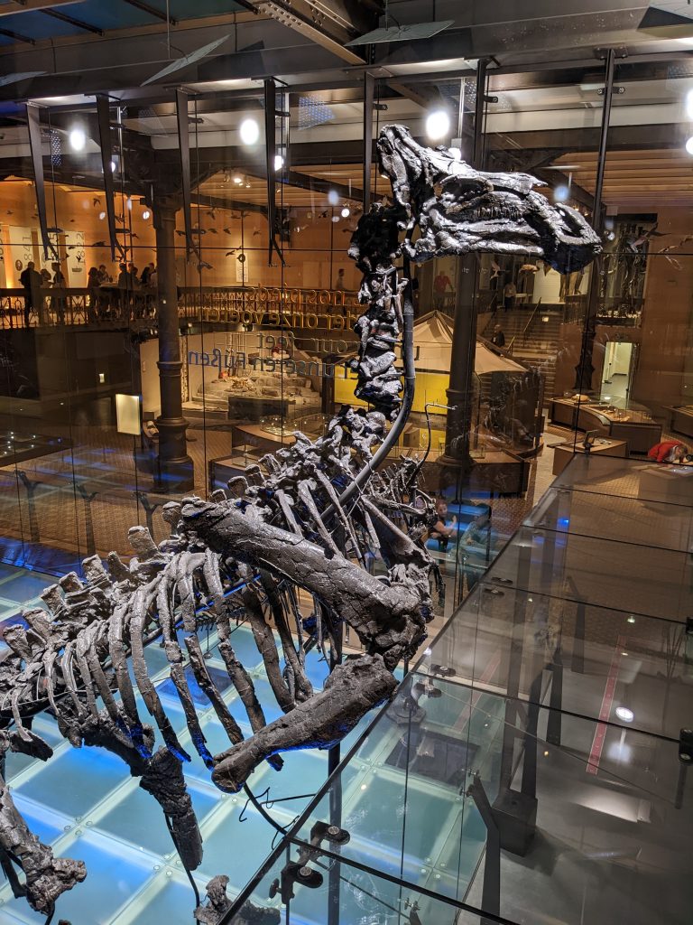 Detailed view of one of the nine iguanodon skeletons