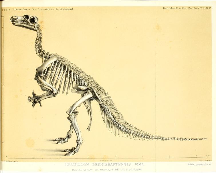 Illustration of species I. bernissartensis