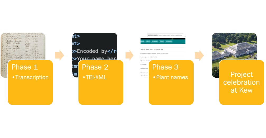 The four phases of the project: transcription, TEI-XML, Plant names, and Project celebration at Kew.