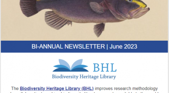 Preview of newsletter header with image of blue and yellow striped fish