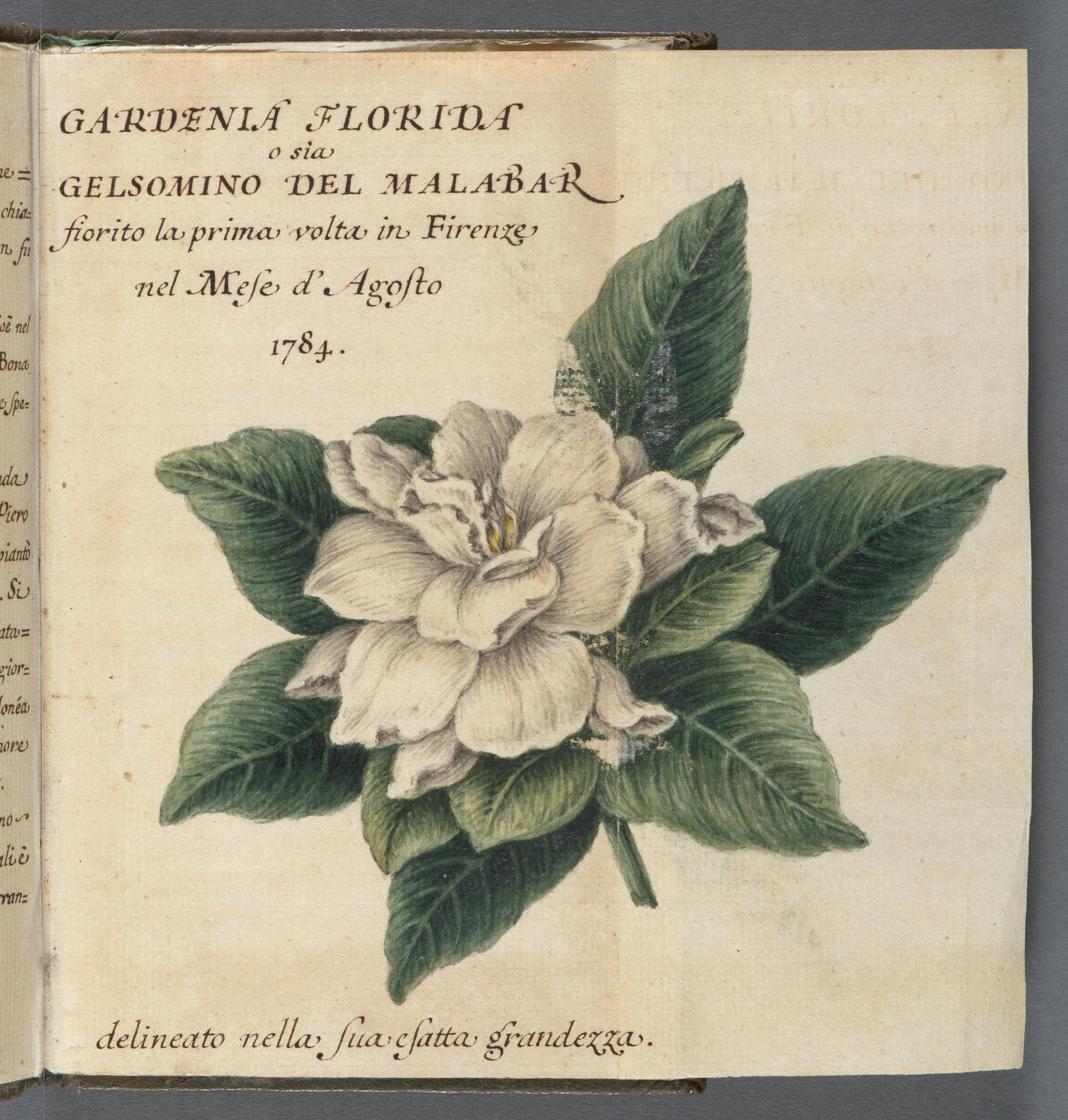 Large white flower with broad green leaves