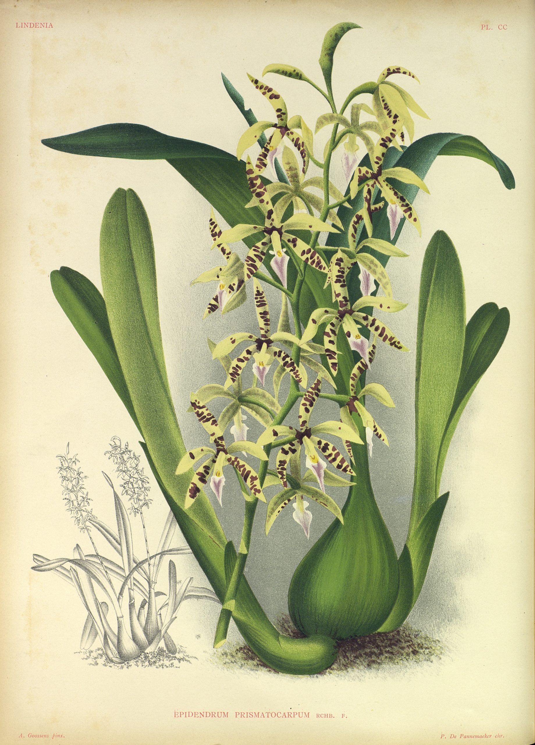 Orchid with green bulb, elongated leaves, and white and purple flowers