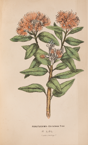 Hand drawn plate of pohutukawa - Christmas tree. Elongated leaves and bushy orange flowers