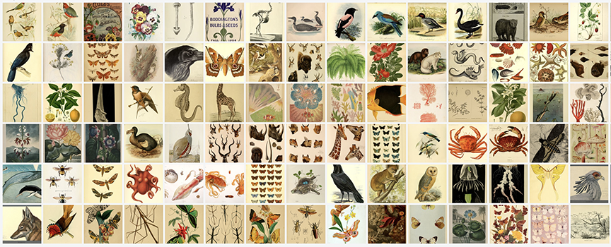 BHL Flickr Image Collection