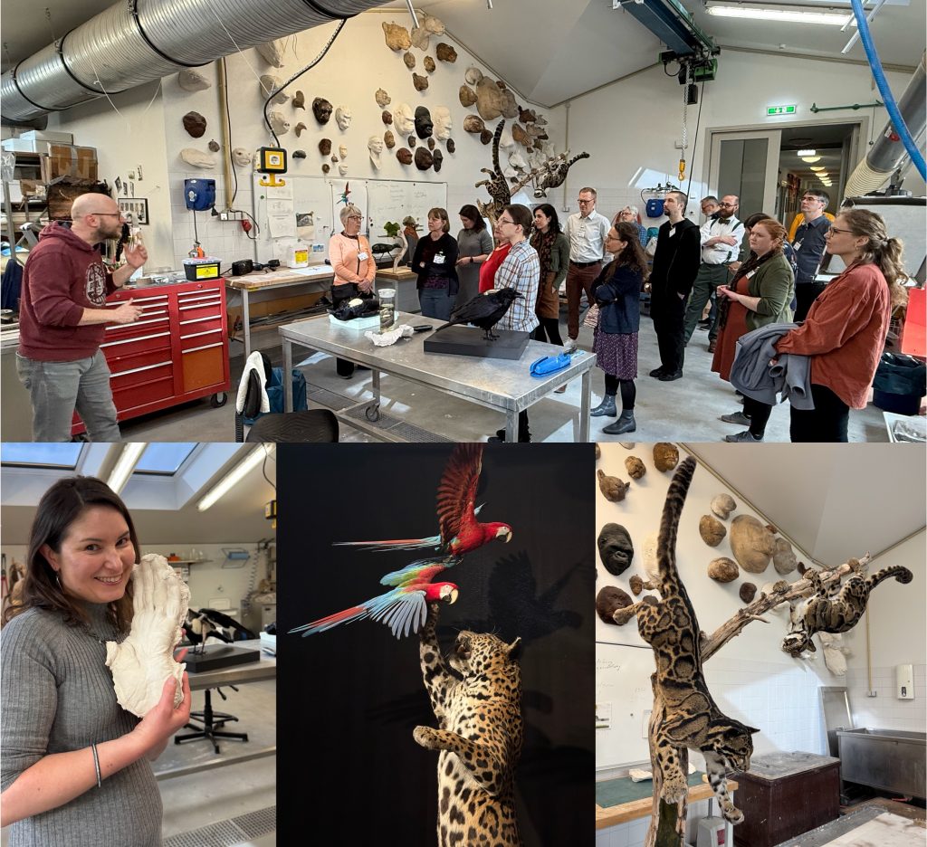 Collage of images showcasing taxidermy specimen and visitors to a taxidermy workshop with tools and equipment