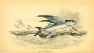 Flying fish "flying" out of the water.