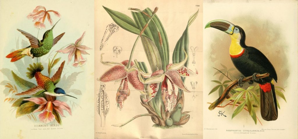 Illustrations of Colombian species depicting a Golden-tailed hummingbird, an orchid Embreea rodigasiana, and a citron-throated toucan, Ramphastos citreolaemus.