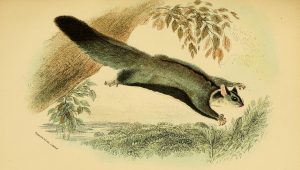 Drawing of a wrist winged glider