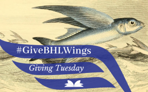 Flying fish "flying" out of the water with #GiveBHLWings promotion