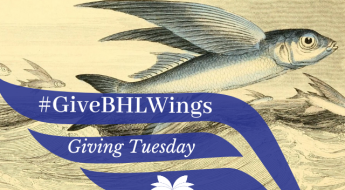 Flying fish "flying" out of the water with #GiveBHLWings promotion
