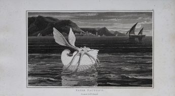 A paper nautilus floats on the open ocean. Ships and a city on a cliff are in the background