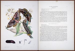 Two-page spread with scientific illustration of lepidoptera and a page of text about the species