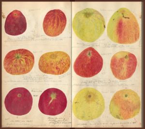Hand-drawn and colored fruit specimen