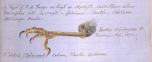Handwritten notebook page with a painted illustration of a bird’s head and leg, accompanied by scientific notes dated 1873.