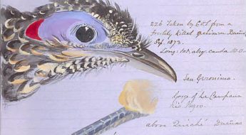 Handwritten field notes with a detailed painted illustration of an bird’s head, surrounded by cursive annotations describing the specimen.