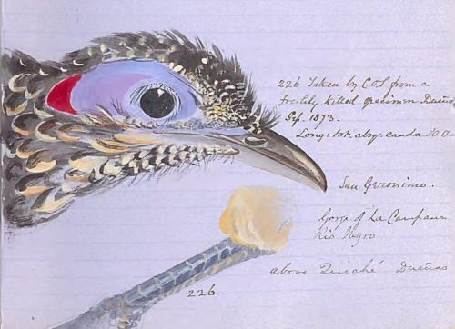 Handwritten field notes with a detailed painted illustration of an bird’s head, surrounded by cursive annotations describing the specimen.