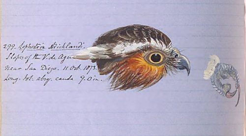 Notebook page with handwritten notes and a painted illustration of a bird’s head and foot, documenting observations from field research.