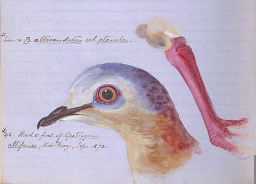 Handwritten field notes with a painted illustration of a bird’s foot and brief annotations recording location and date.