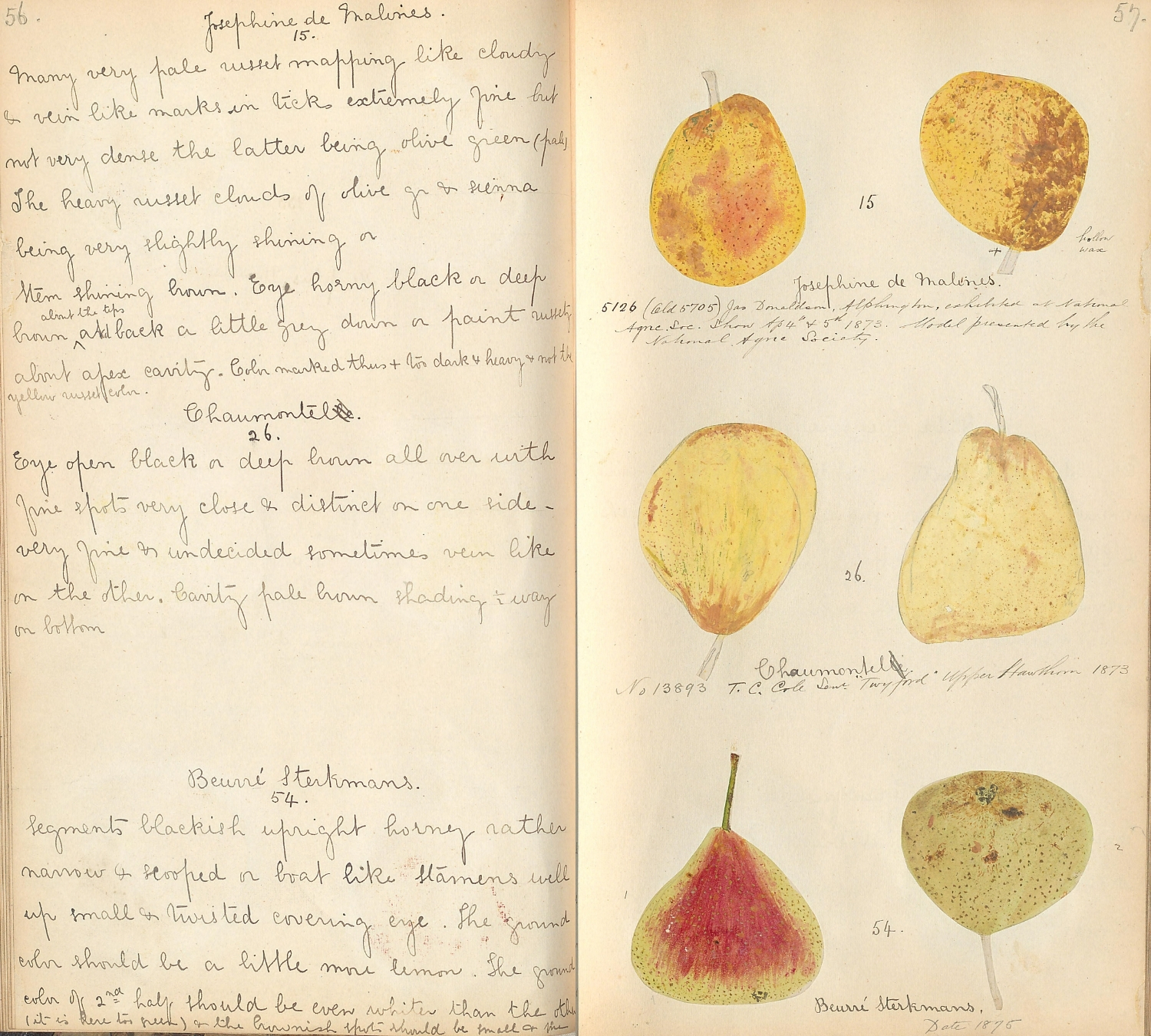 Historical illustration of different pear varieties with handwritten notes.