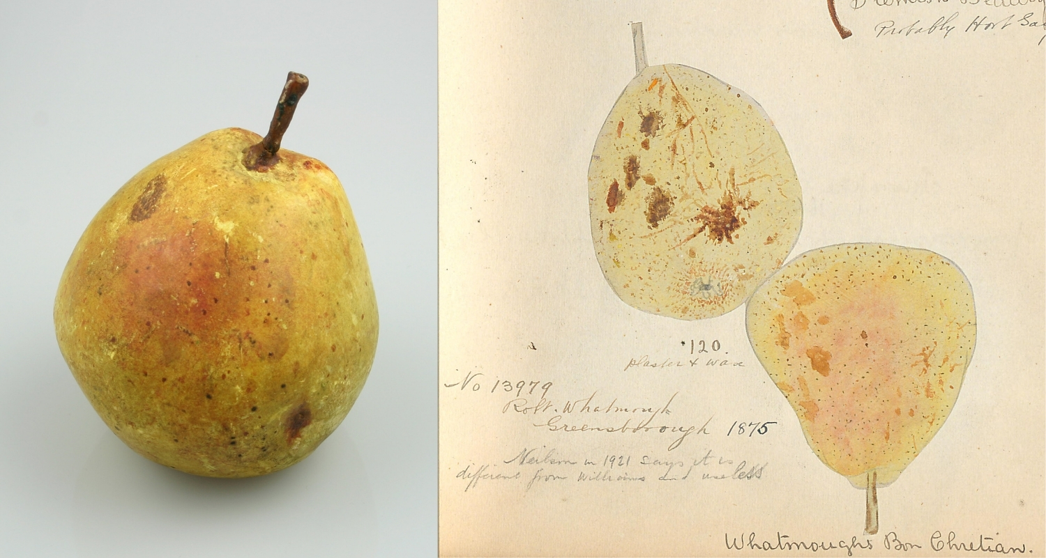 A photo of a yellow pear and a botanical illustration of the same pear.