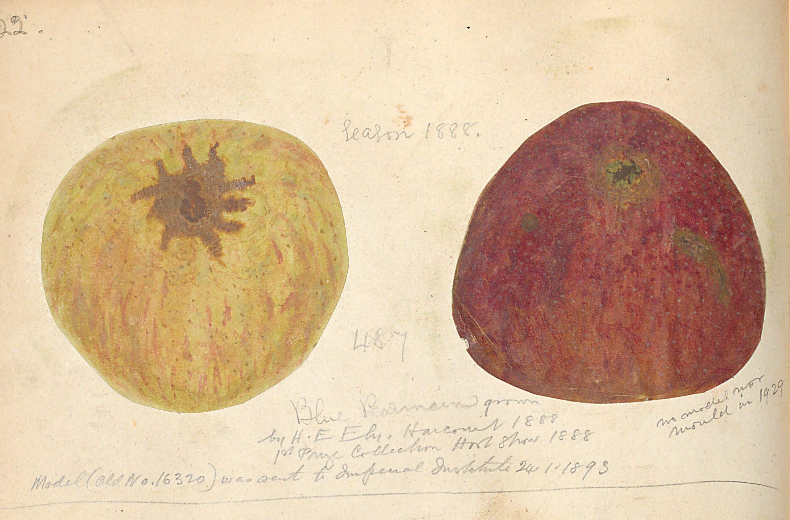 Two illustrated apples labeled "Eason 1888." The left apple is yellow-green with a dark brown spot; the right is red, both set against a beige background.