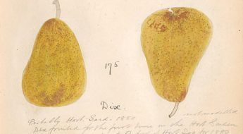 Illustration of two yellow pears with speckled skins with handwritten notes on a beige background.