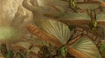 People swatting a swarm of flying green and brown grasshoppers.