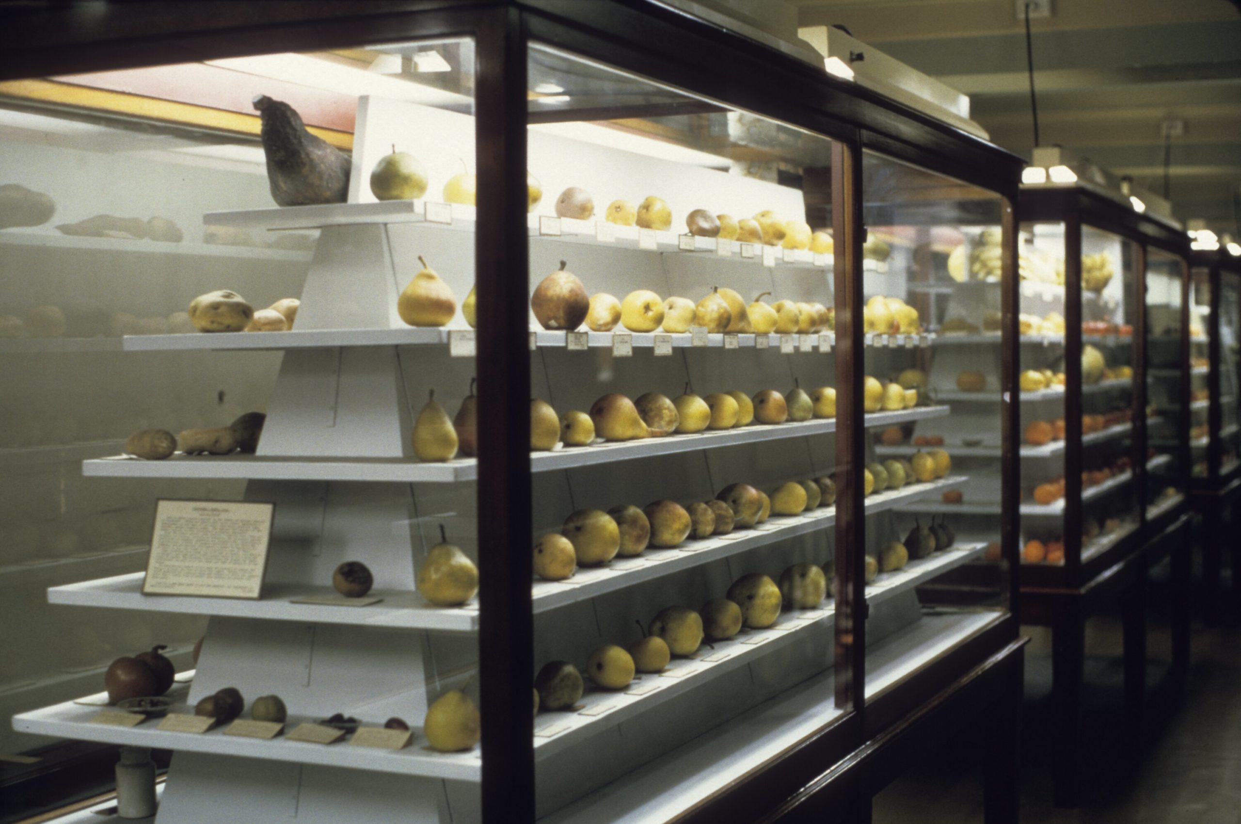 Display case with rows of model pears showing various shapes and colors.