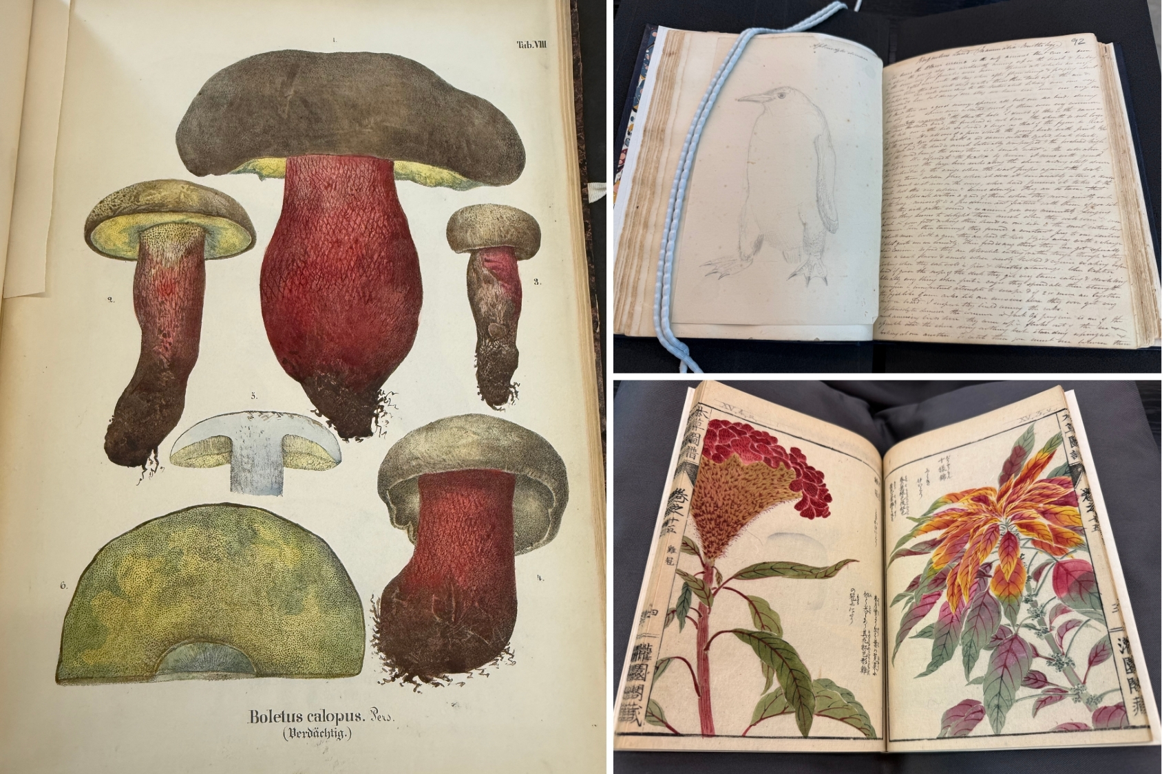Three pages showing historic illustrations: 1) red and brown mushrooms, 2) a sketch of a penguin alongside handwritten notes, 3) red, orange and green flowers and foliage.