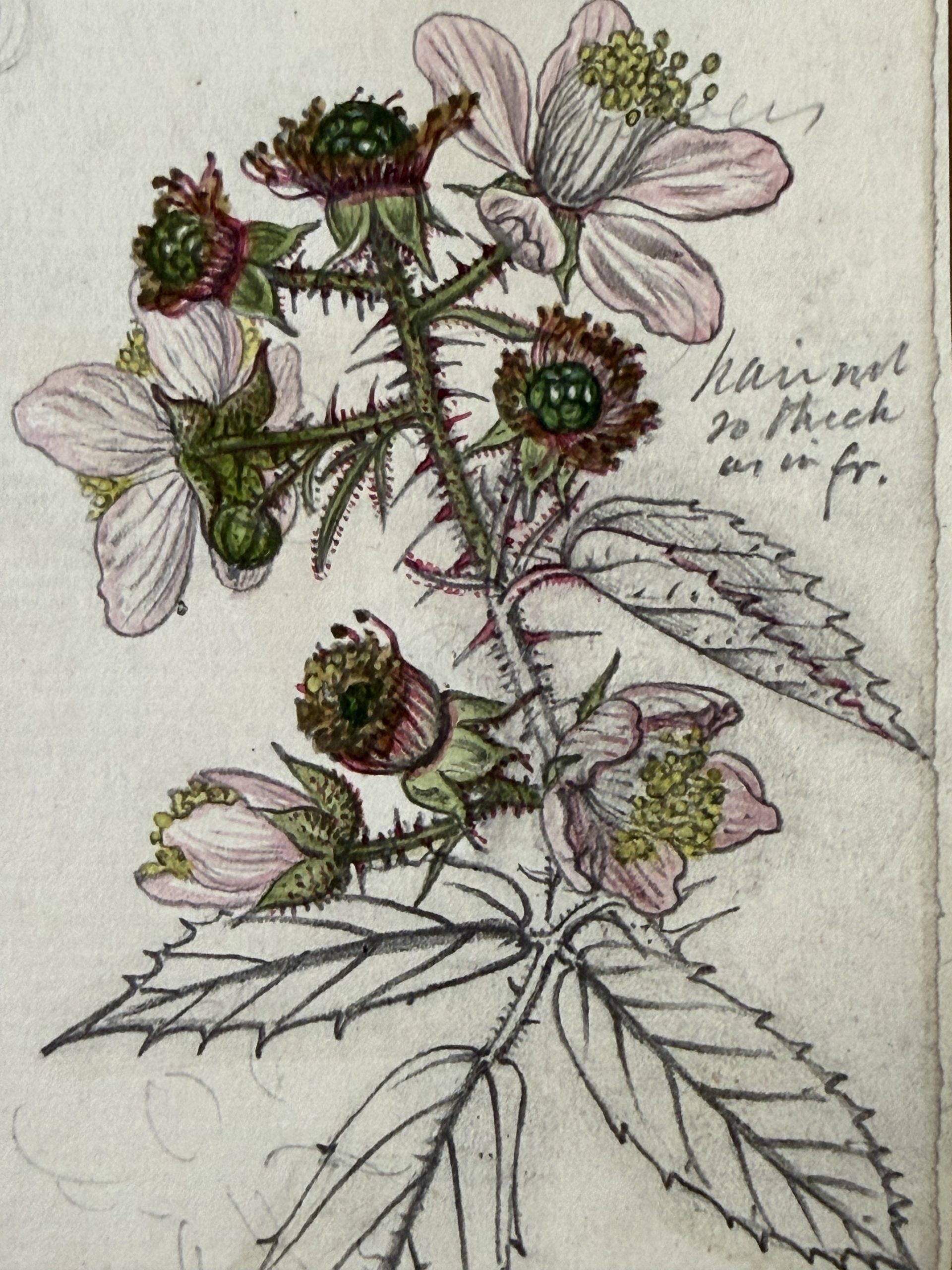 An historic color illustration of a blackberry plant.