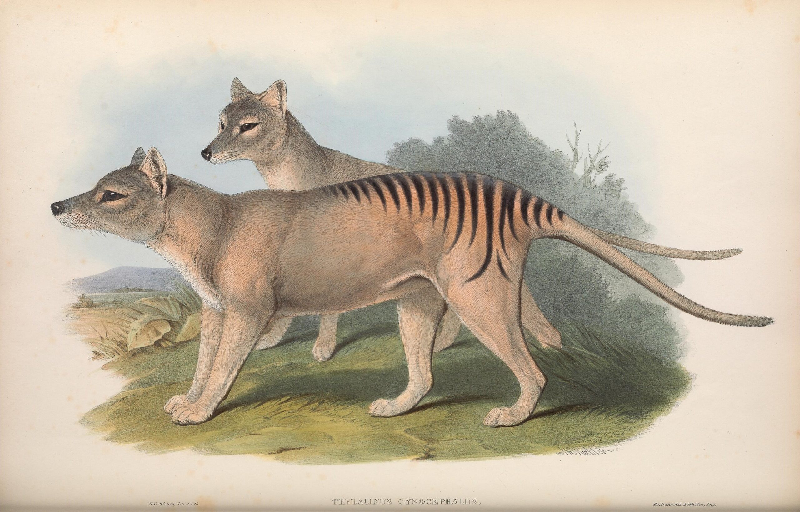 An historic illustration of two Thylacines (Tasmanian Tigers) – tan-coloured dog-like marsupials with black stripes.