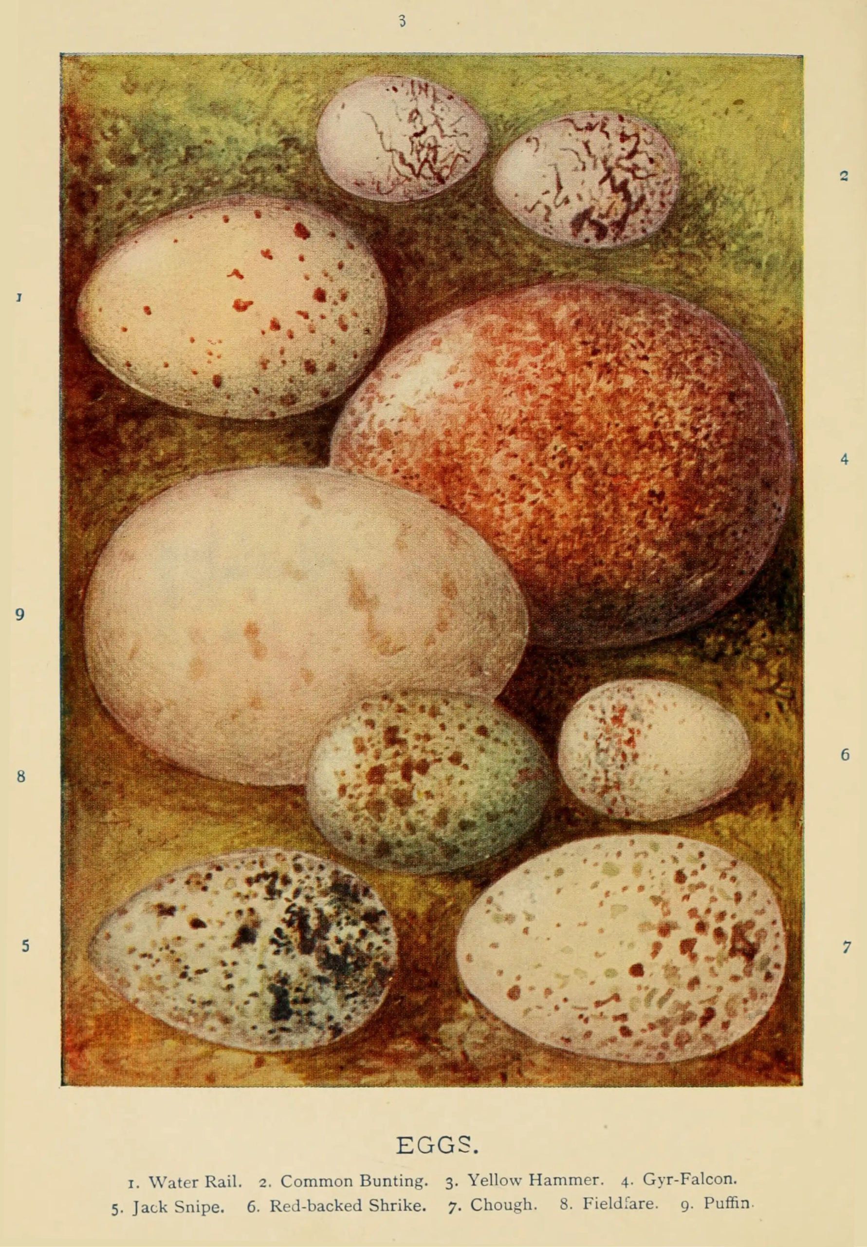 An historic illustration of bird eggs of different sizes and colors