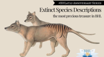An historic illustration of two Thylacines (Tasmanian Tigers): tan-coloured dog-like marsupials with black stripes.