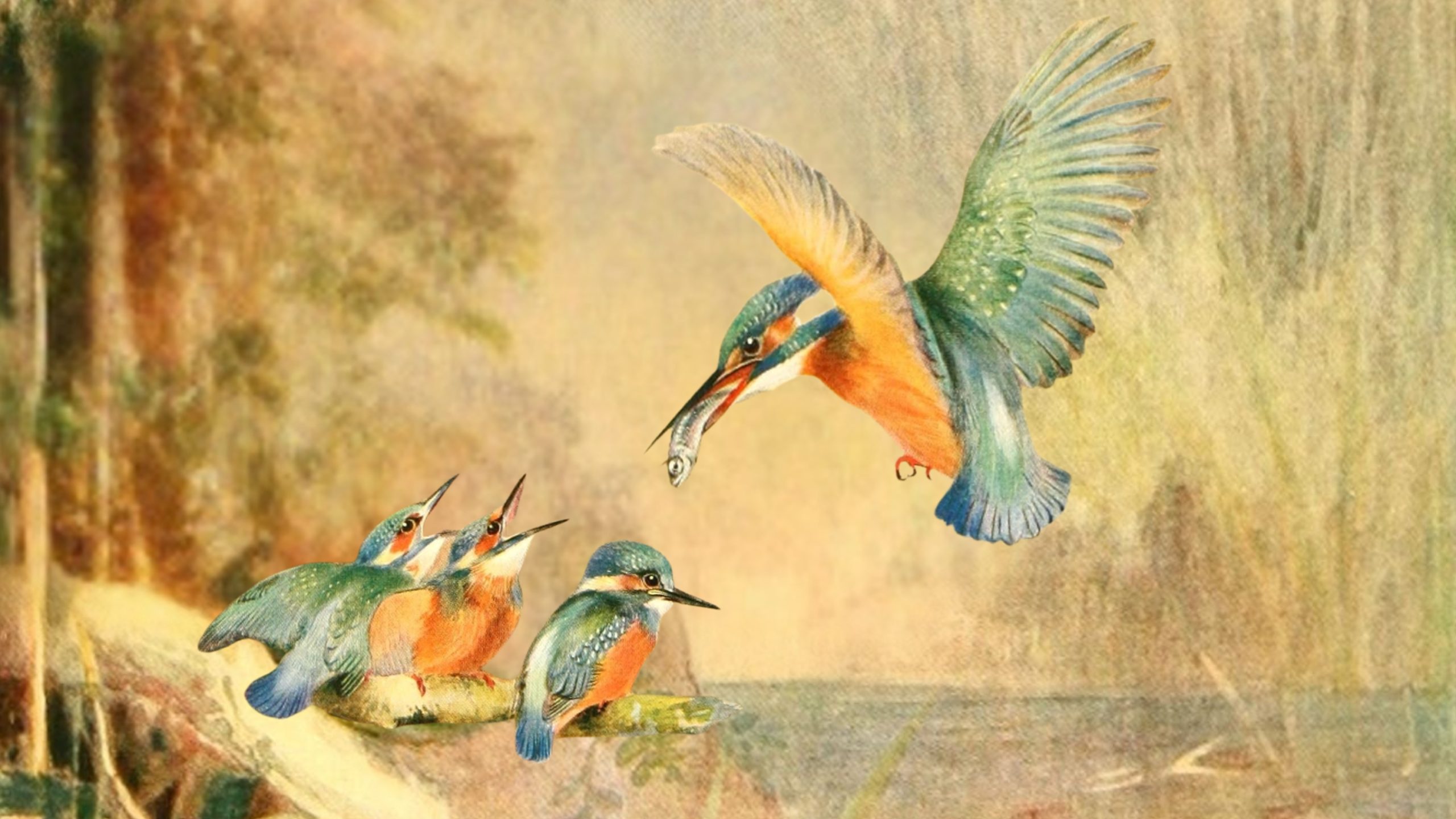 An adult kingfisher holding a fish above three hungry chicks on a log