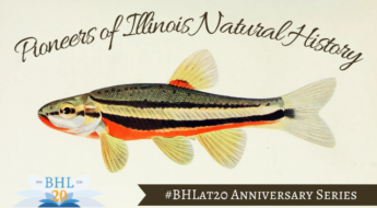 An historic illustration of an orange, brown, and yellow striped fish.