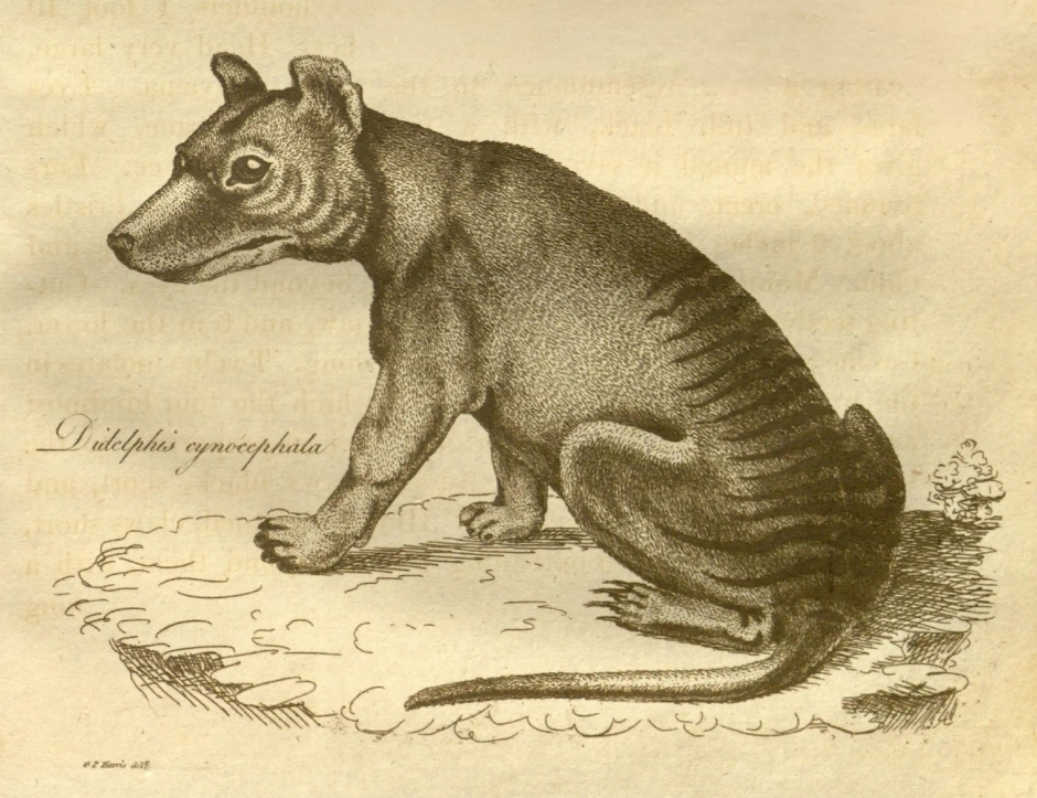 An historic illustration of the Thylacine, a dog-like marsupial with black stripes along its back.