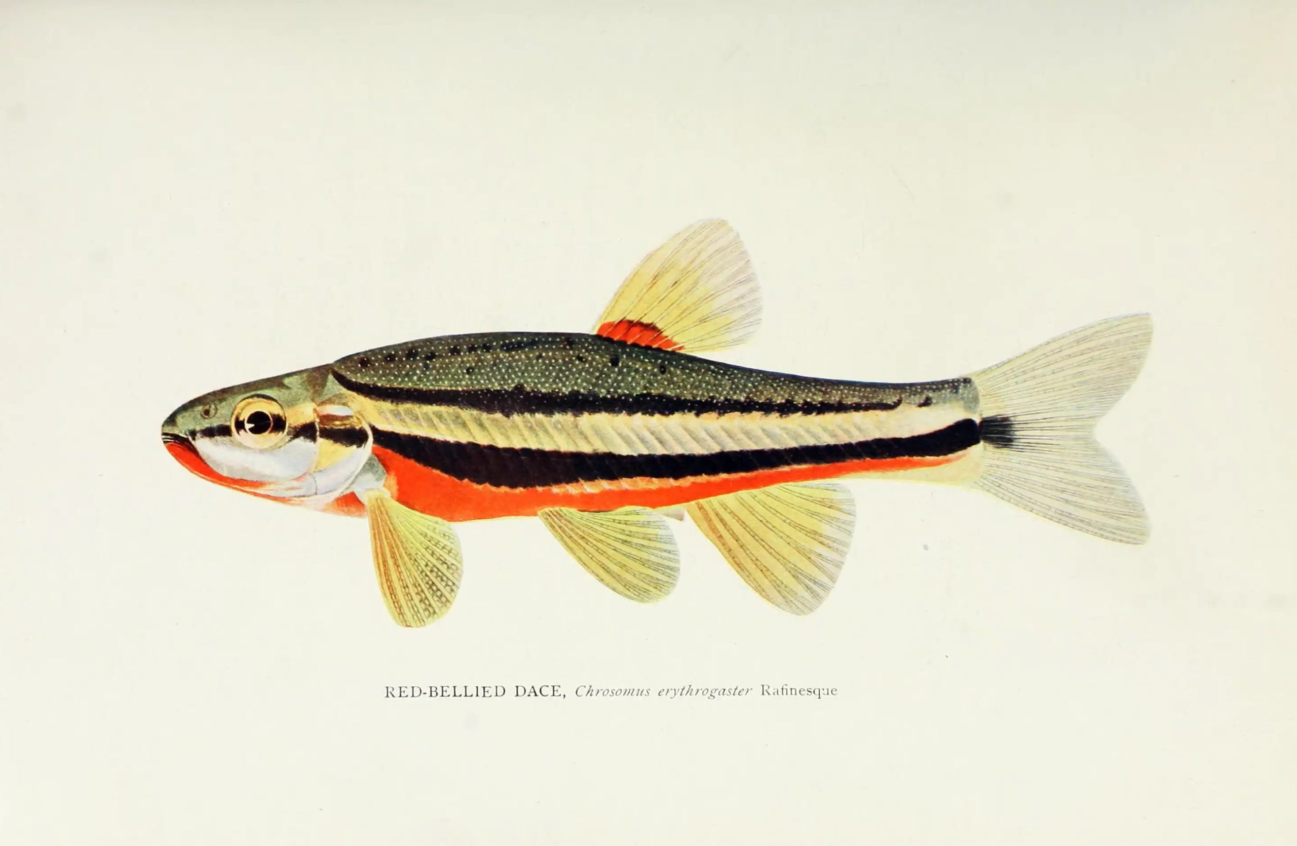 An historic illustration of an orange, yellow and brown striped fish.