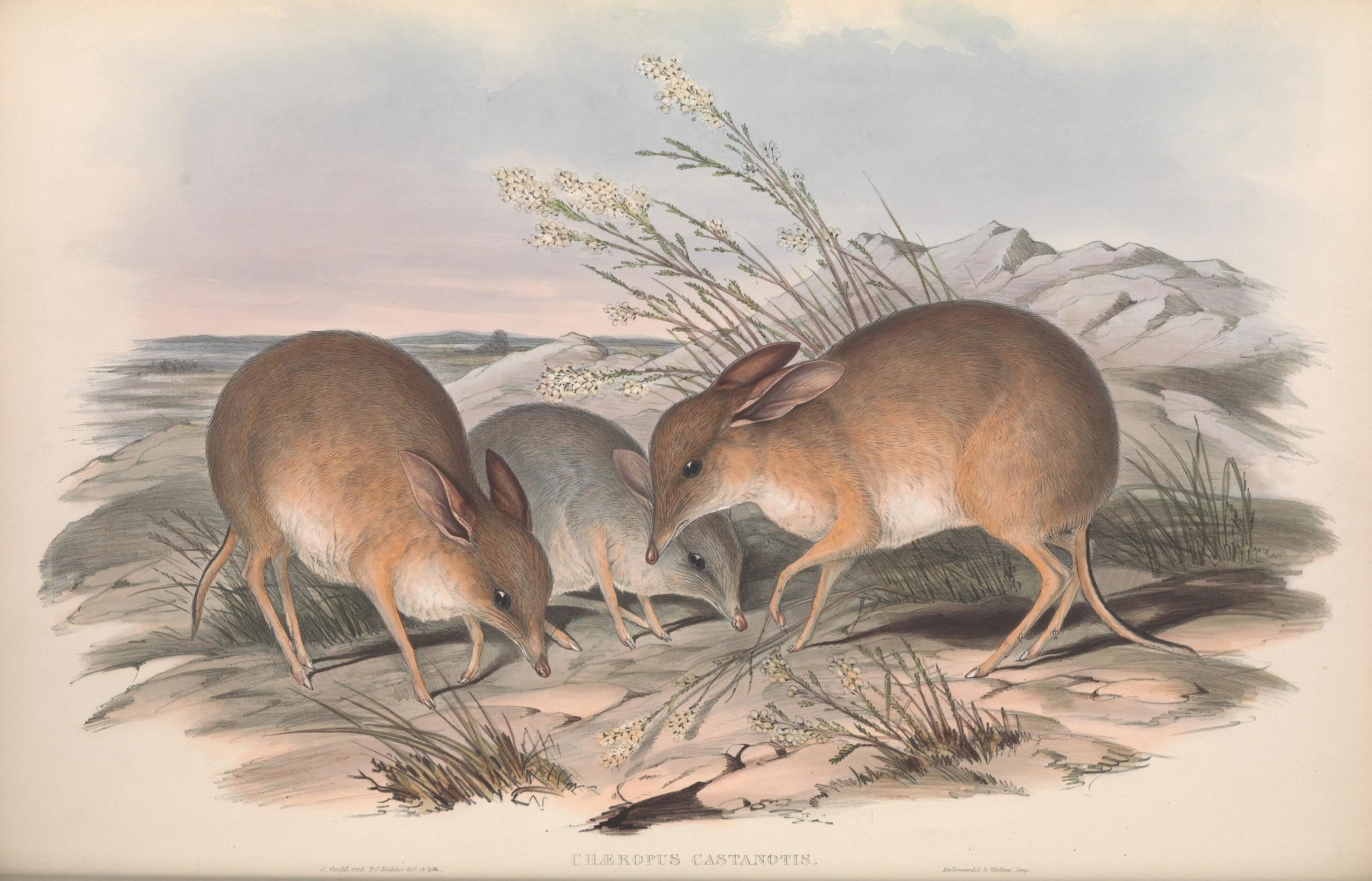 An historic illustration of three small brown marsupials with pointy noses, long ears and thin short legs.