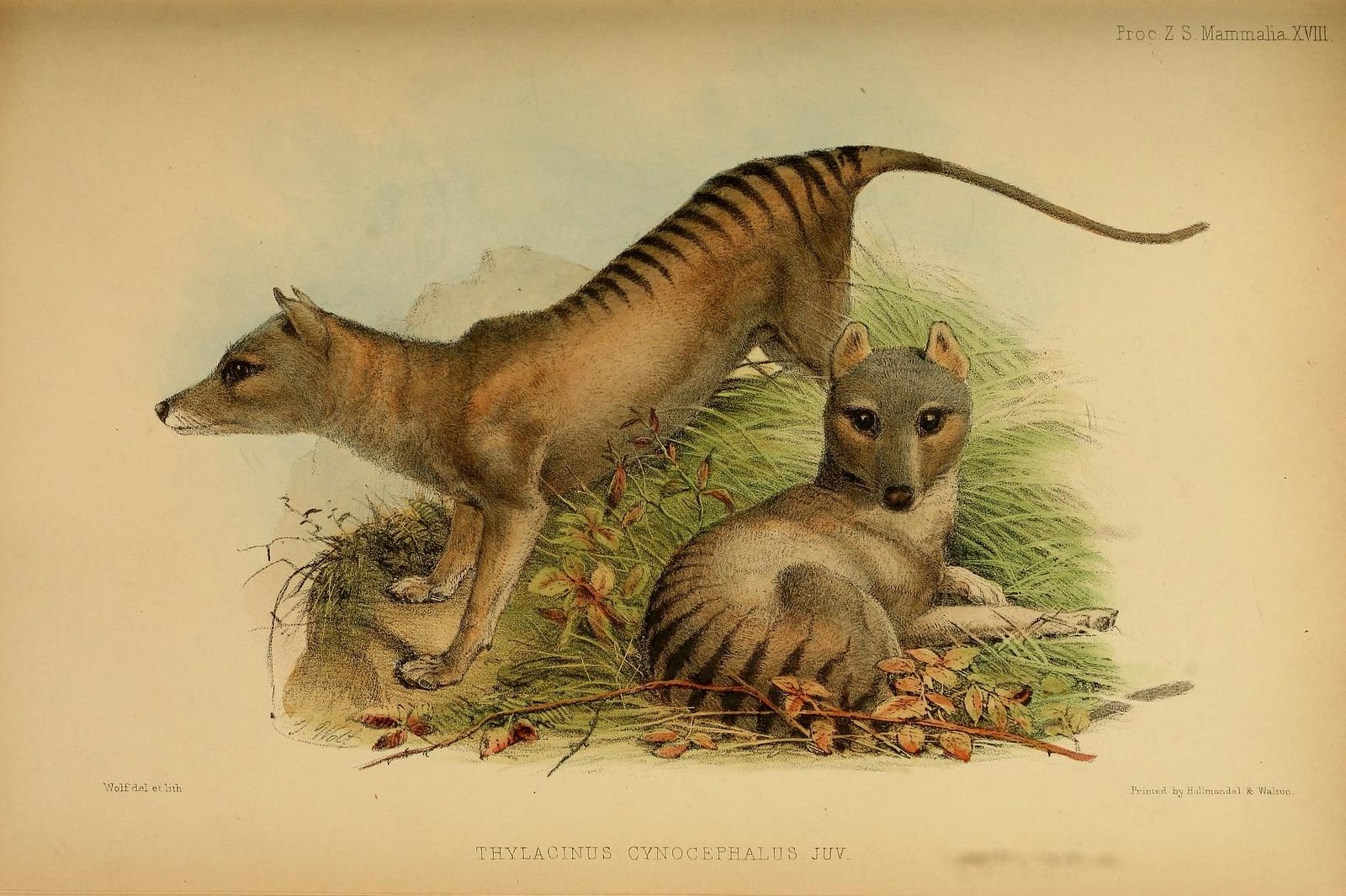 An historic illustration of two thylacines (brown dog-like marsupials with black stripes down their backs).
