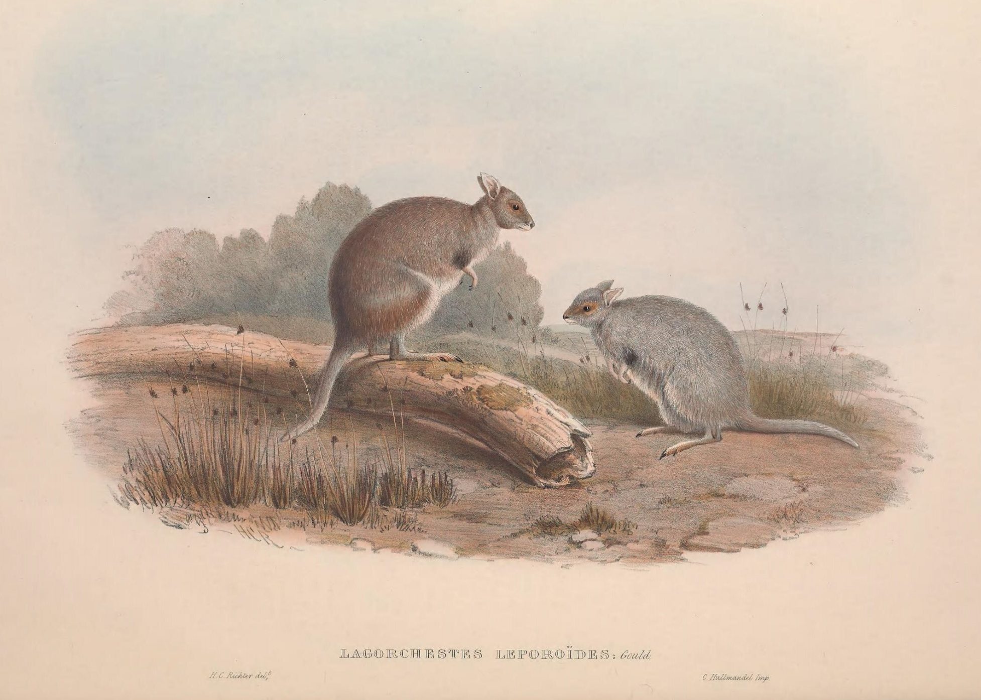 An historic illustration of two small wallabies.