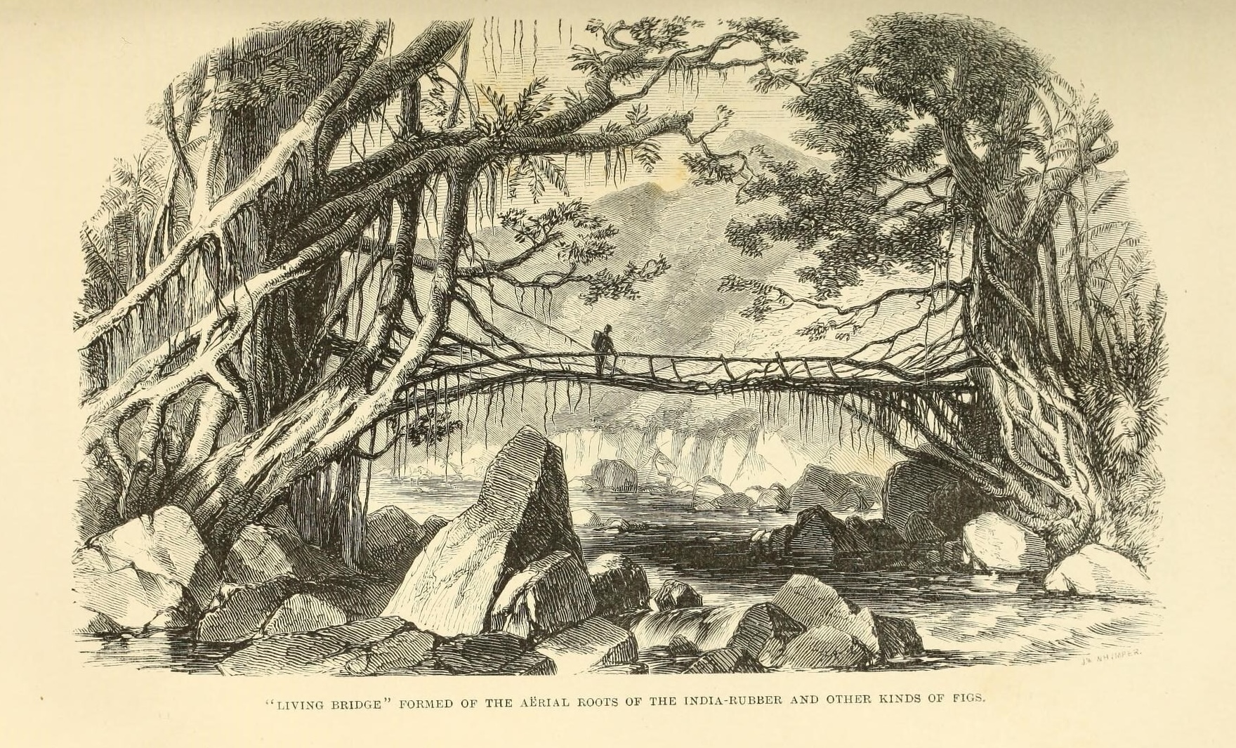An historic illustration of a person standing on a "living bridge", a bridge formed from the roots of fig trees, over a rocky river.